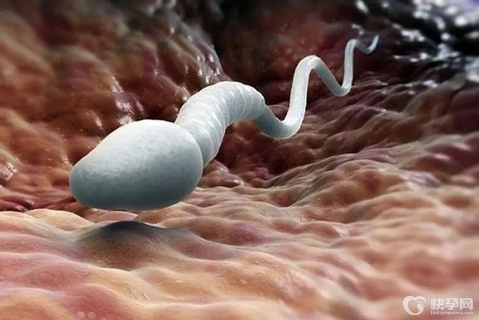 精子弱是不是生女儿几率大？或许并不是你想象的那样