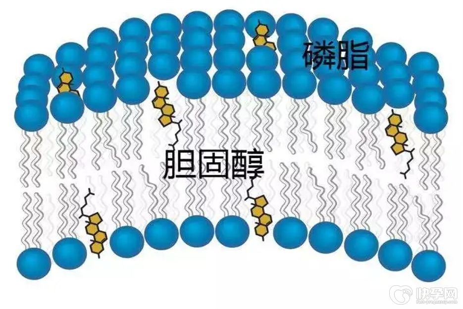 降低胆固醇最好的7种食物，快来看看你吃对了吗