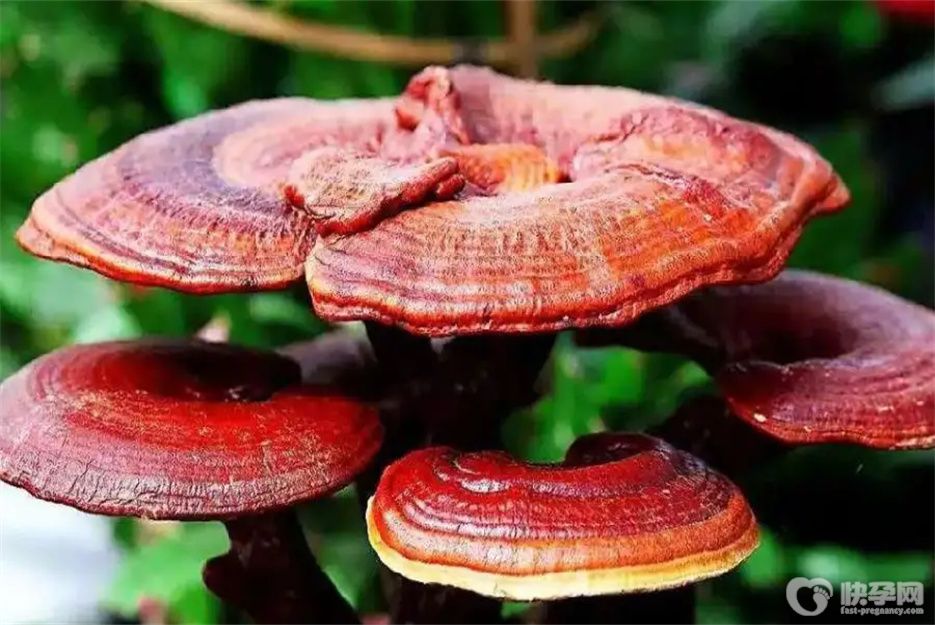 灵芝对人体有什么好处？除了保护肝脏还有这种功效