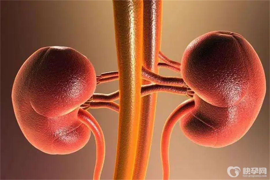 长期保养肾的7个最佳方法，通俗易懂全是干货