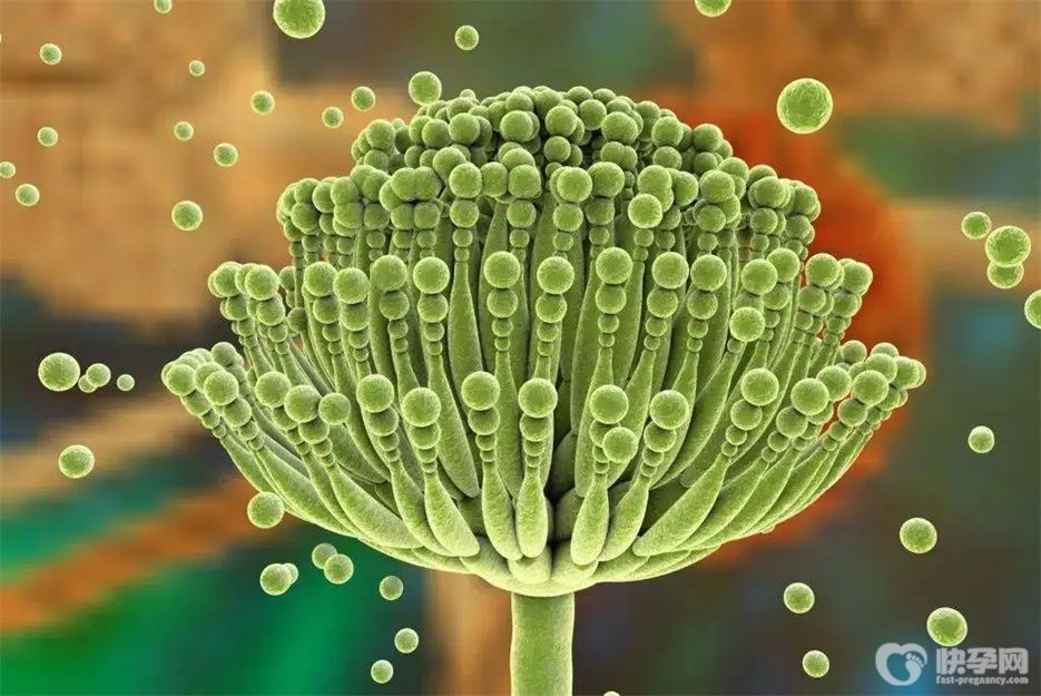 盘点霉菌最怕的三种东西，早知晓早受益