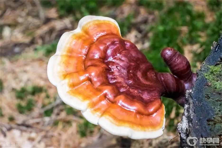 五类人最好不要吃灵芝，不然会越吃越伤身