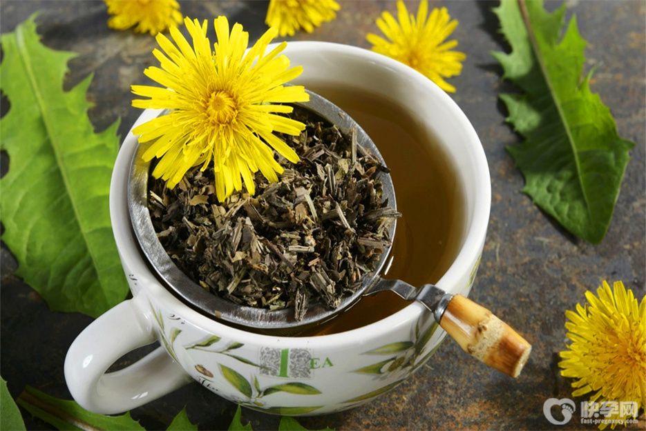 女人常喝蒲公英的5个好处，早知早受益