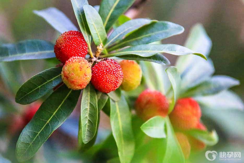 女人吃杨梅对身体有什么好处？身体这些变化让人惊喜