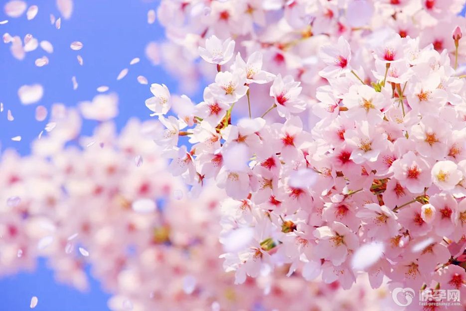 樱花什么时候开花？2025樱花开花时间分享