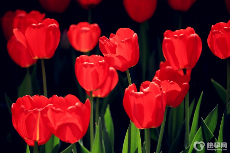 郁金香有毒吗适合室内养吗？郁金香养殖环境解读