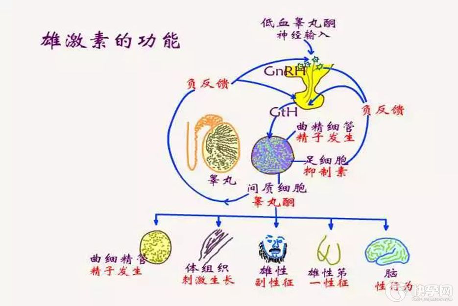 雄性激素过高是什么原因？或是这4个因素在“作威作福”