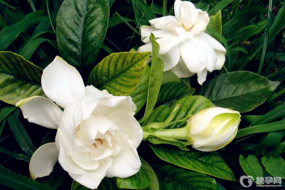 栀子花怎么养殖好？2025赠你栀子花的养殖方法和注意事项