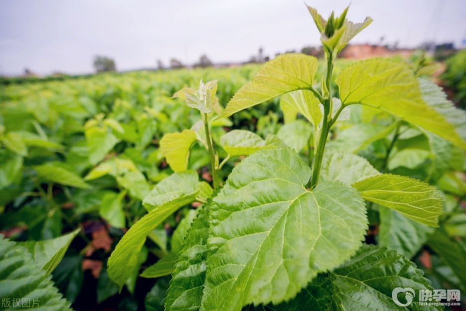 桑叶泡水喝有什么功效和作用？桑叶泡水喝的功效和作用及禁忌分享