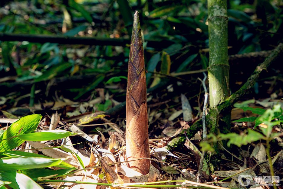 竹笋功效作用是什么？竹笋的功效和作用解读