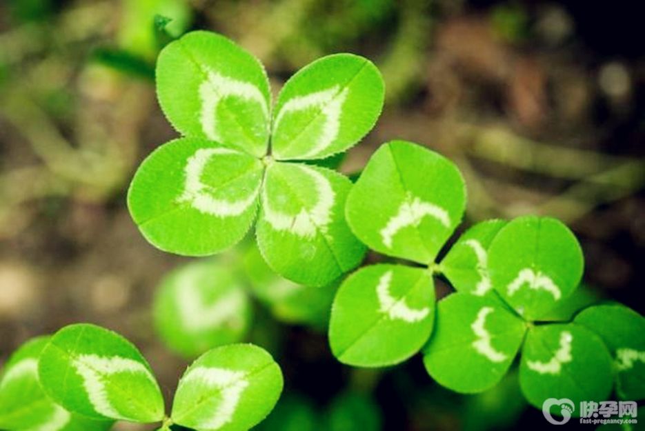 四叶草有什么寓意和象征意义？2025赠你四叶草的寓意