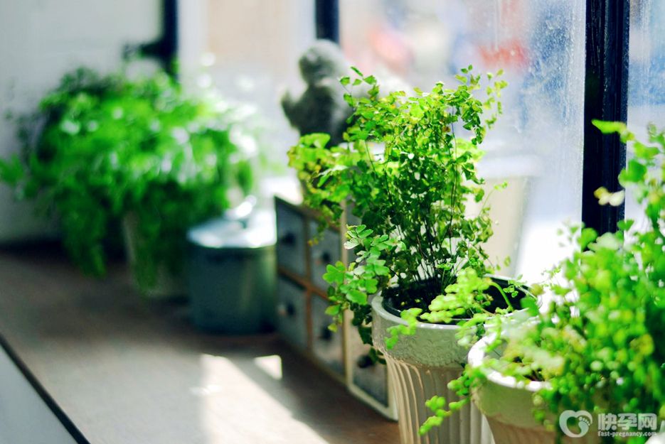 新房买什么植物吸甲醛好？2025赠你吸甲醛排名