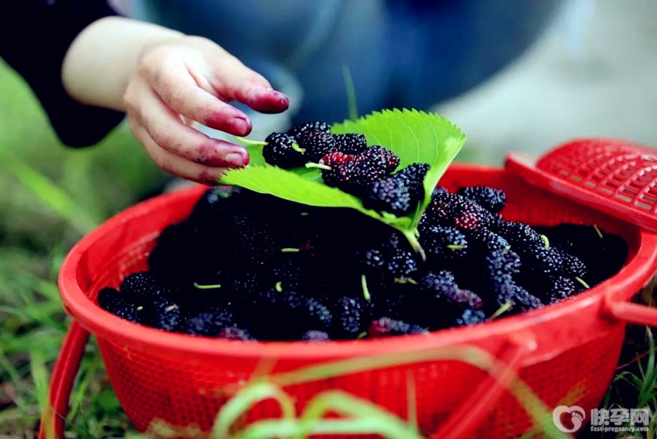 桑葚有什么功效作用？2025赠你桑葚的功效与作用