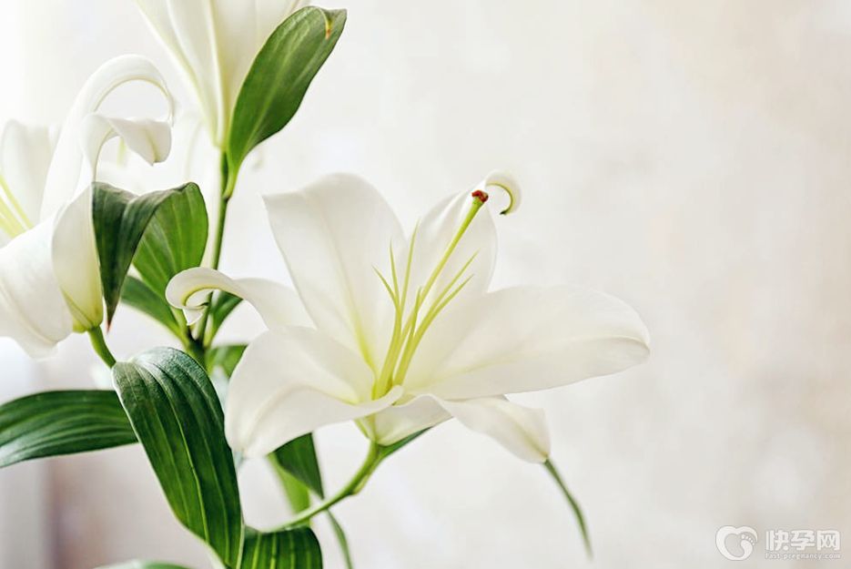 百合花有什么功效?百合花的功效与作用分享