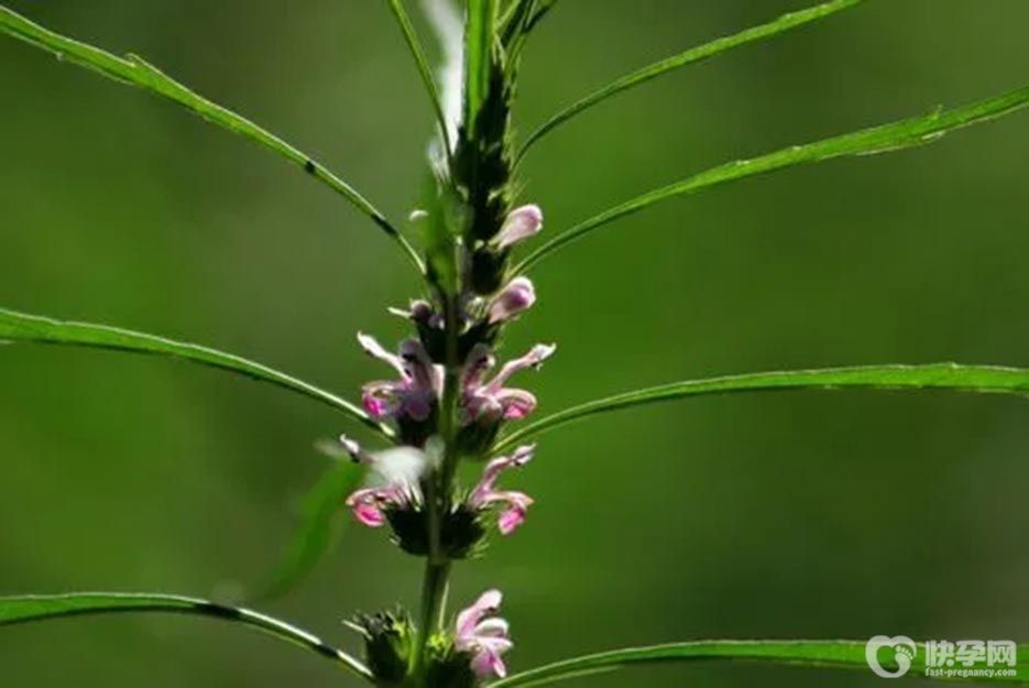 益母草的作用及功效，千万不要小看这5大好处