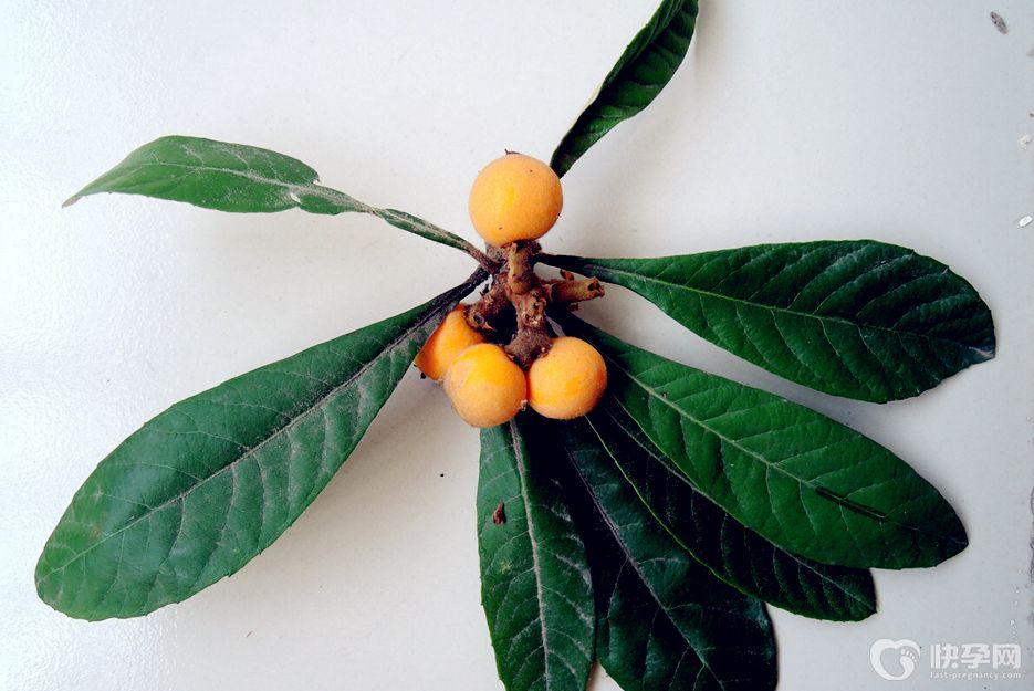 枇杷叶子煮水喝有什么功效和作用？枇杷叶煮水的功效与作用分享