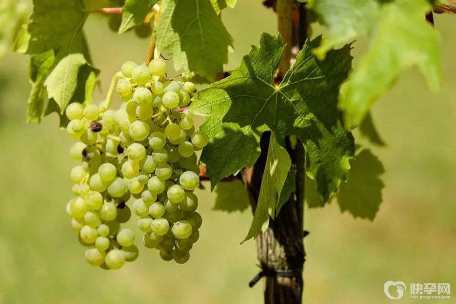 肝火旺最怕三种水果，每天换着吃，帮你轻松去火