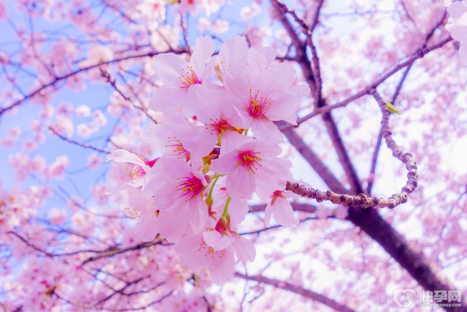 春天开放的花朵有哪些？春天开放的十种花分享