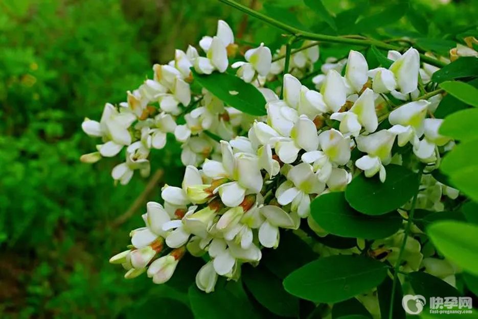 槐花籽的功效和作用，会与这6个好处不期而遇