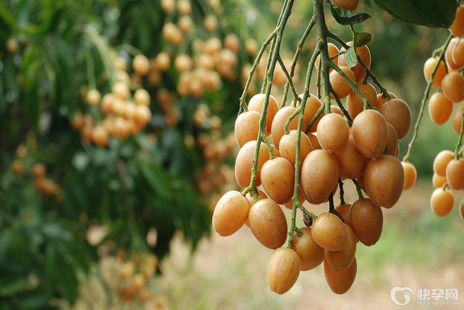 女人吃黄皮有什么好处？生津止渴，美容养颜，谁吃谁受益