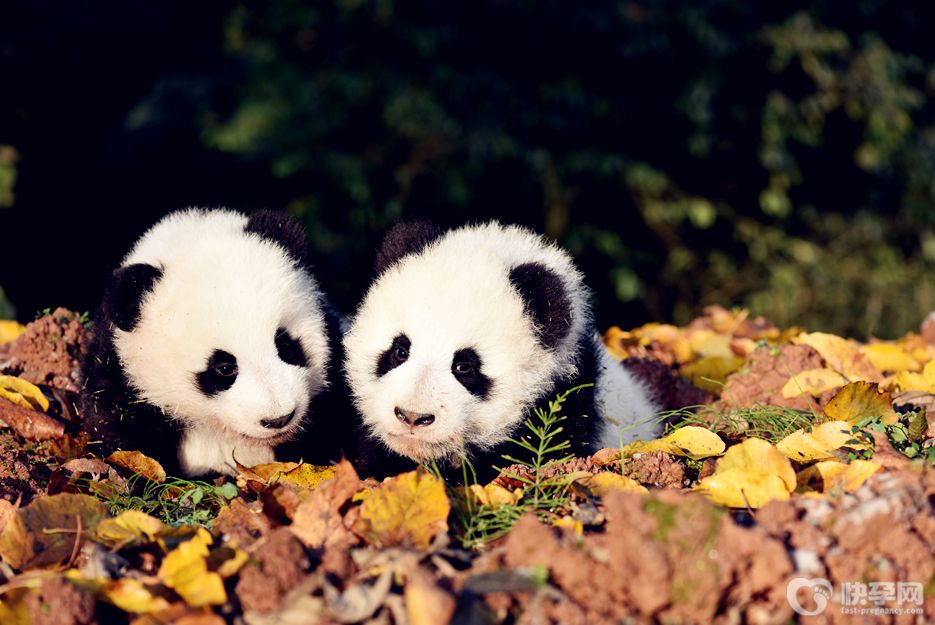 成都旅游景点有哪些？2025成都旅游必去十大景点推荐