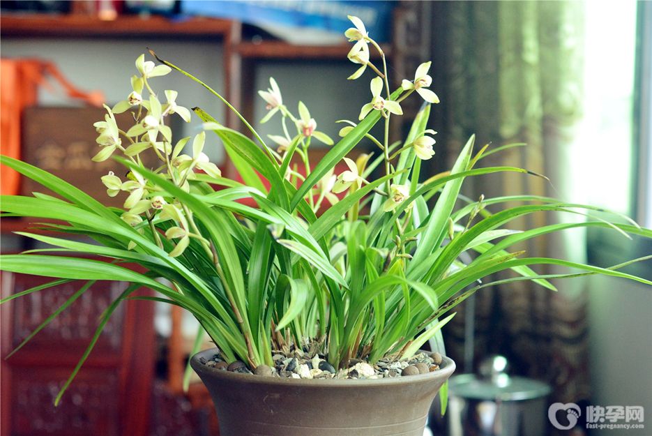 兰花盆栽怎么养？2025兰花的养殖方法和注意事项盆栽分享