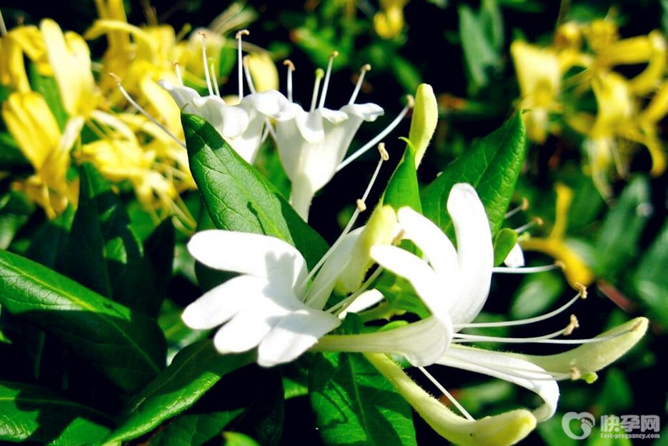 金银花具有什么功效？2025金银花的功效与作用科普