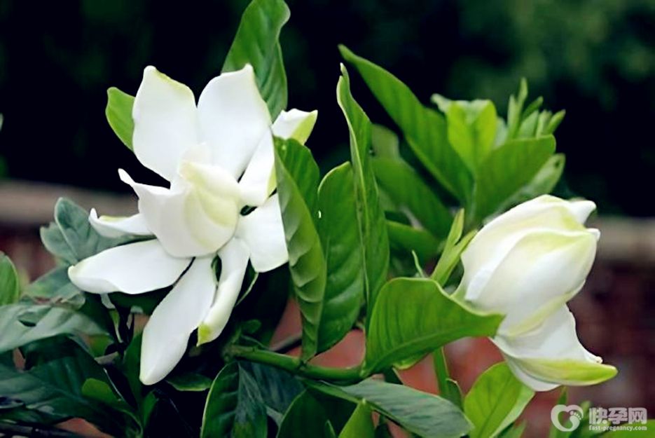 栀子花怎么养？栀子花的养殖方法和注意事项分享