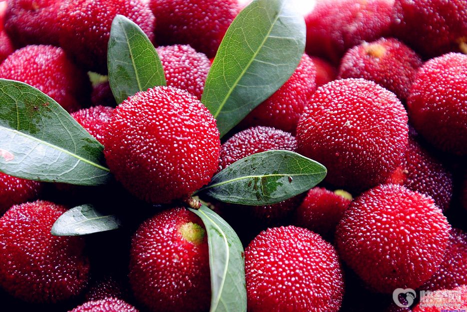 杨梅几月份成熟？杨梅成熟时间分享