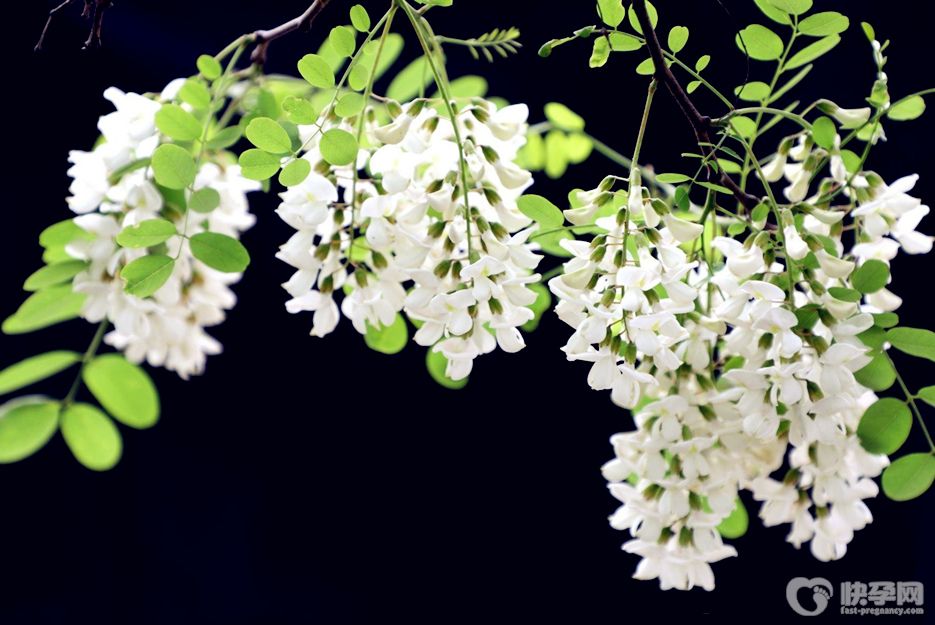 槐花有什么功效与作用及禁忌？槐花的功效与作用分享