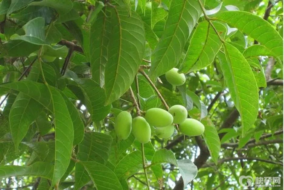 橄榄果的功效与作用，可获5大好处，可惜知道的人不多