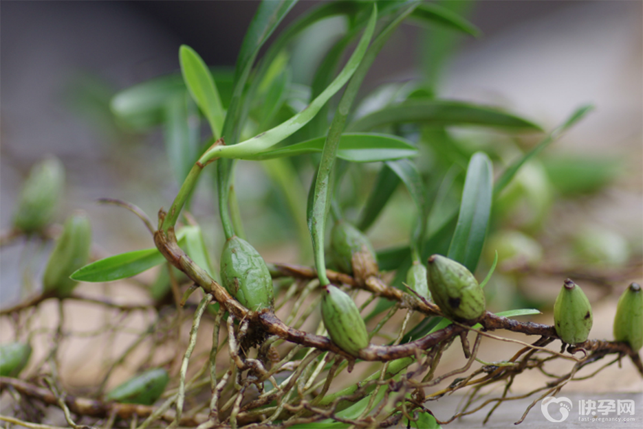 六种人不宜吃石橄榄，小心影响身体不适