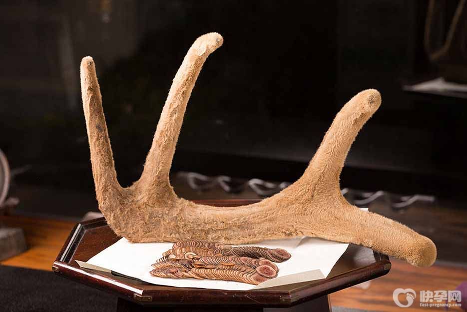 鹿茸的功效及用途，这样5大好处，让不少人爱不释手