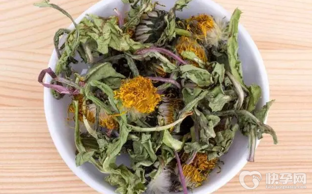 ​浦公英泡水喝的十大功效，常喝浦公英泡水好处多