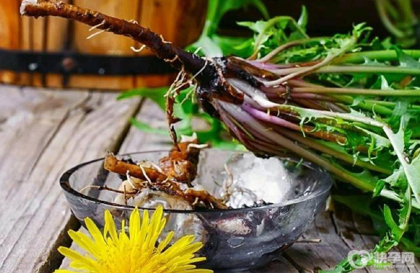 蒲公英十大最佳搭配,蒲公英搭配的十种方法,功效绝对让你意想不到