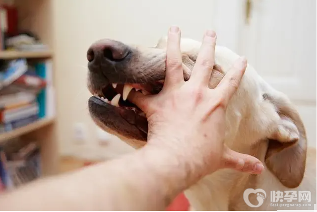 女人梦见狗咬是什么预兆，孕妇梦见被狗追咬暗示母子平安