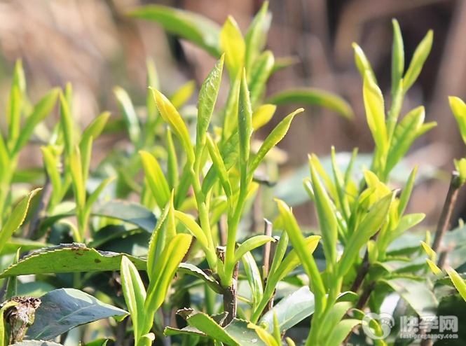 白茶的八大功效，降血糖、解渴、保护牙齿只是其中之一