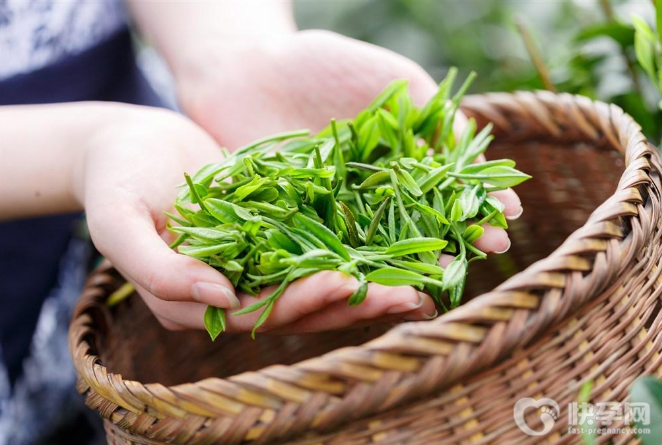 喝白茶的十大好处，多喝白茶的好处你想不到