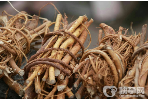 五指毛桃的禁忌人群有哪些？五指毛桃有什么功效？