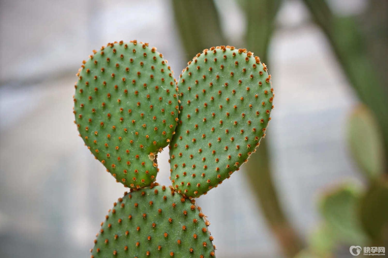 仙人掌能吃吗？吃仙人掌有哪些好处？