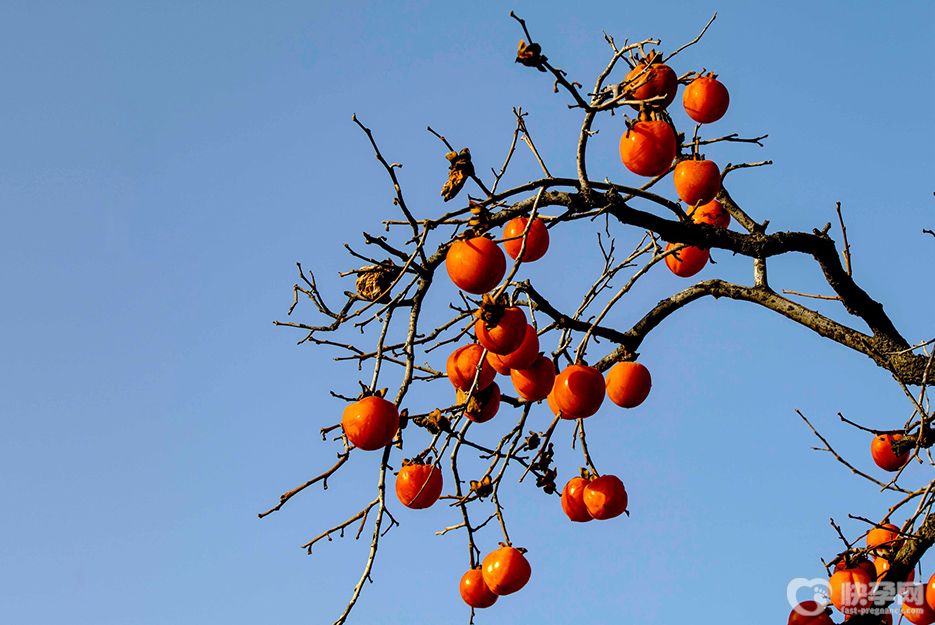 怀孕能吃柿子吗？5个注意事项要记牢