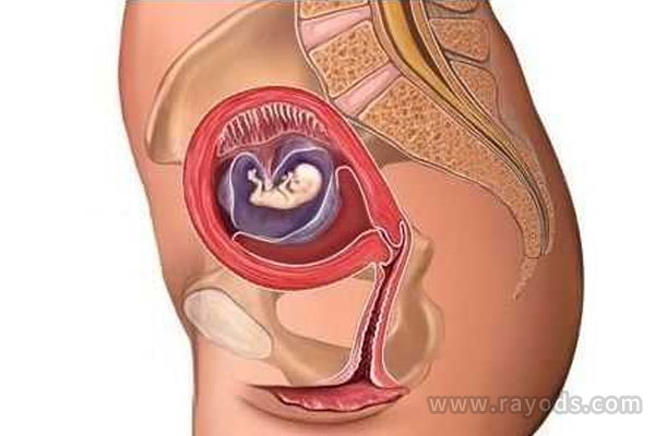 怀孕五个月怎么可以自测男女呢？