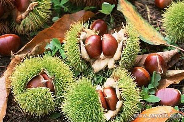 孕妇能不能吃板栗？板栗不能和这3种食物搭配