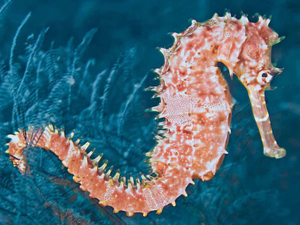 备孕男人吃海马有效吗?生男孩几率是真的吗？