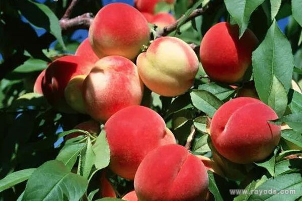 孕妇梦见摘桃子是什么意思有什么预兆