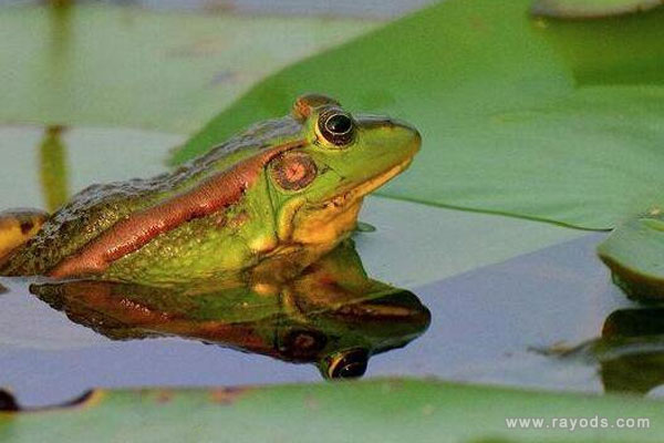 孕妇梦见青蛙是什么意思有什么预兆