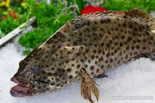 怀孕的人能不能吃石斑鱼？什么人不适合吃鱼？