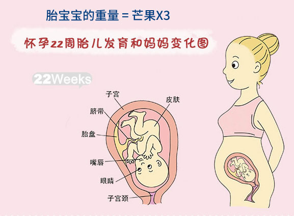 【怀孕二十二周】怀孕22周胎儿图_孕妇饮食注意事项