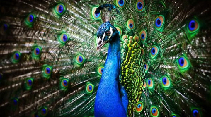 备孕中的女性做哪些梦预示着即将怀上宝宝？