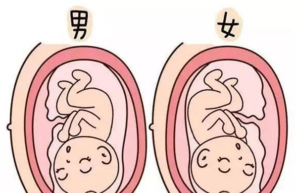 孕检时b超医生透露怀男宝女宝暗语宝典
